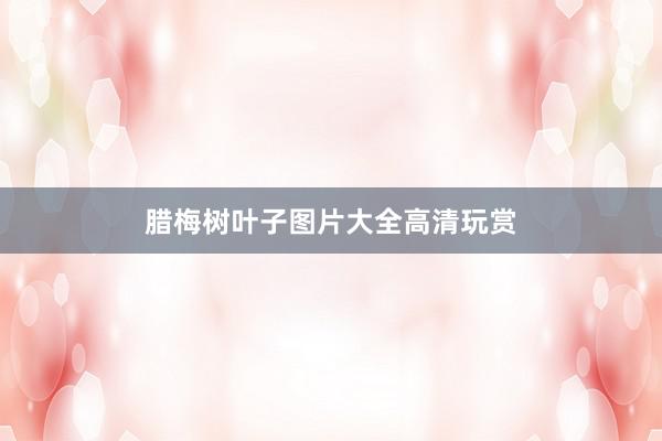 腊梅树叶子图片大全高清玩赏