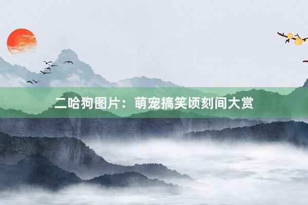 二哈狗图片：萌宠搞笑顷刻间大赏